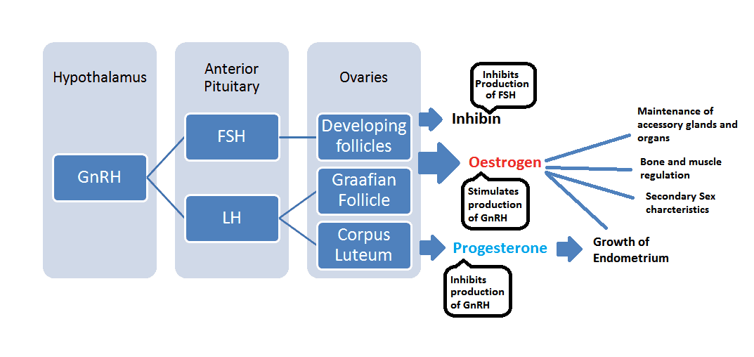 Menstrual Cycle Hormones Flow Chart